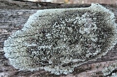 Physcia americana