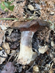 Lactarius argillaceifolius