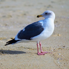 Larus occidentalis