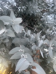 Eucalyptus cinerea