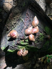 Lissachatina fulica