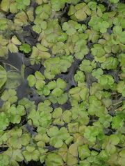 Hydrocotyle rivularis