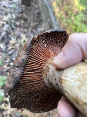 Lactarius argillaceifolius