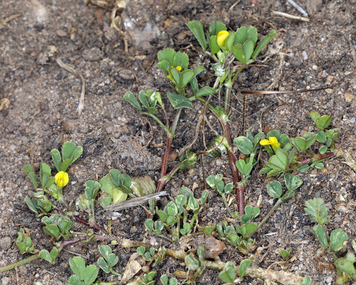 iNaturalist observation photo of bur clover