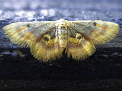 Idaea scintillularia