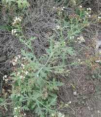 Parthenium confertum