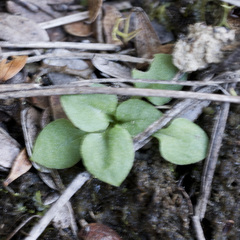 Pterostylis puberula