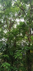 Juglans neotropica