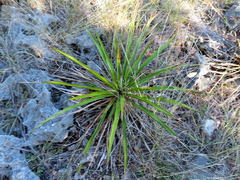 Yucca rupicola