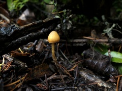 Galerina badipes