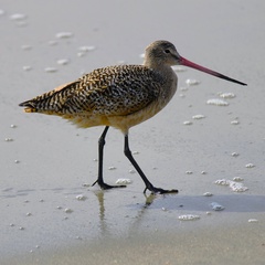 Limosa fedoa
