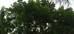 Juglans neotropica