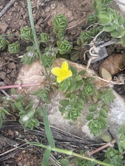Portulaca quadrifida