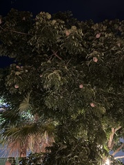 Swietenia macrophylla