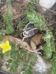 Portulaca quadrifida