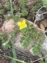 Portulaca quadrifida