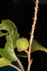 Croton mayanus