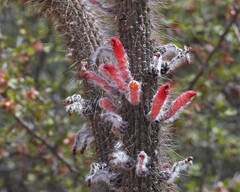 Cleistocactus baumannii