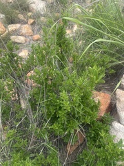 Diospyros lycioides lycioides