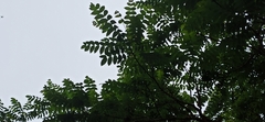 Juglans neotropica