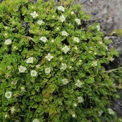 Mitrasacme serpyllifolia