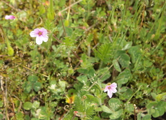 Erodium botrys