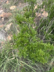 Diospyros lycioides lycioides
