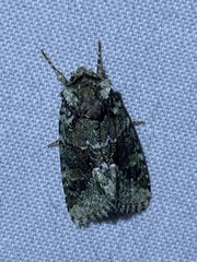 Lacinipolia explicata