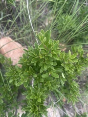 Diospyros lycioides lycioides