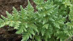 Pentagramma rebmanii