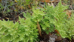 Pentagramma rebmanii