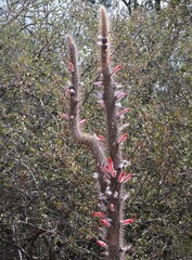Cleistocactus baumannii