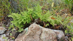 Pentagramma rebmanii