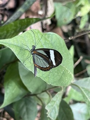 Dismorphia theucharila