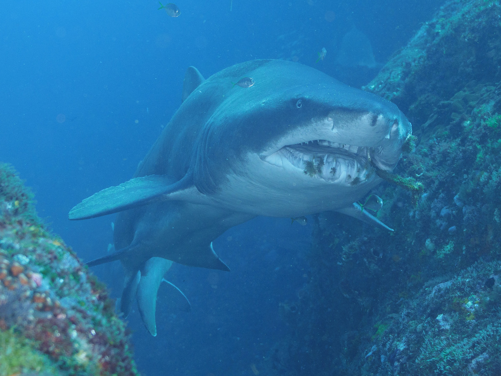 Zandtijgerhaai (Carcharias taurus) — Odontaspididae