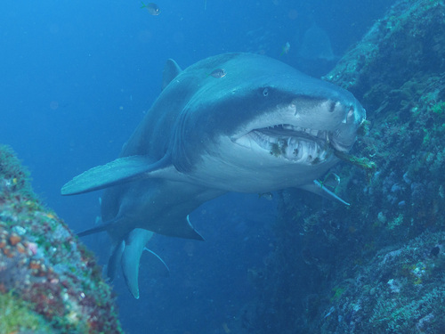 Sand tiger shark (Carcharias taurus) — Odontaspididae