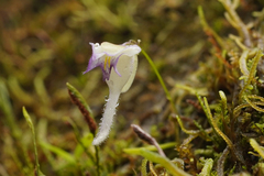 Utricularia jamesoniana