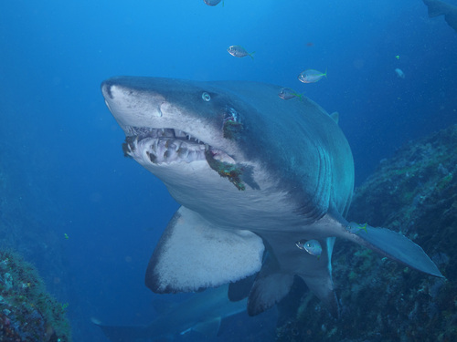 Sand tiger shark photographed at South Solitary Island, New South Wales, Australia