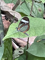 Dismorphia theucharila