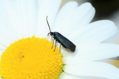 Turneriprocris dolens