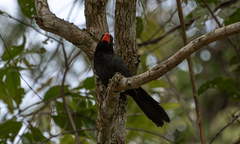 Saltator fuliginosus
