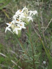 Pimelea linifolia caesia