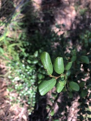 Diospyros humilis