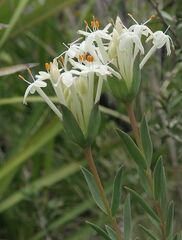 Pimelea linifolia caesia