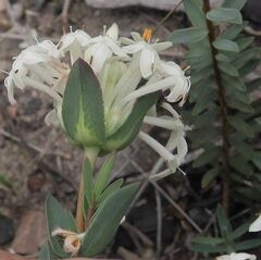 Pimelea linifolia caesia