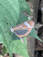 Dismorphia theucharila