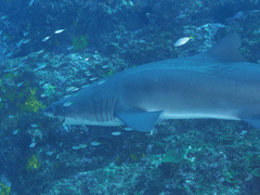 Carcharias taurus