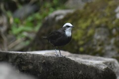 Cinclus leucocephalus