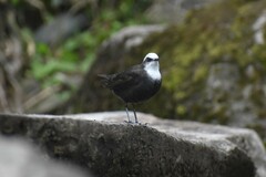 Cinclus leucocephalus