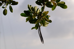 Tabebuia heterophylla